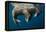 Walrus, Hudson Bay, Nunavut, Canada-Paul Souders-Framed Premier Image Canvas