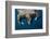 Walrus, Hudson Bay, Nunavut, Canada-Paul Souders-Framed Photographic Print