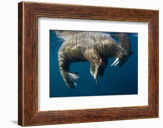 Walrus, Hudson Bay, Nunavut, Canada-Paul Souders-Framed Photographic Print