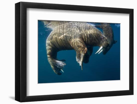 Walrus, Hudson Bay, Nunavut, Canada-Paul Souders-Framed Photographic Print