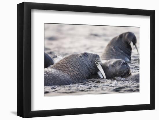 Walrus, Hudson Bay, Nunavut, Canada-Paul Souders-Framed Photographic Print