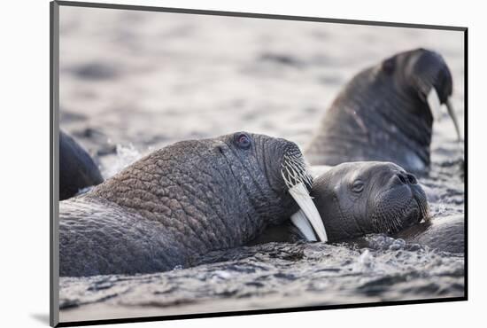 Walrus, Hudson Bay, Nunavut, Canada-Paul Souders-Mounted Photographic Print