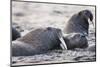 Walrus, Hudson Bay, Nunavut, Canada-Paul Souders-Mounted Photographic Print