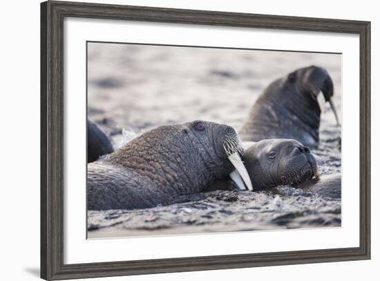 Walrus, Hudson Bay, Nunavut, Canada-Paul Souders-Framed Photographic Print