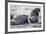 Walrus, Hudson Bay, Nunavut, Canada-Paul Souders-Framed Photographic Print