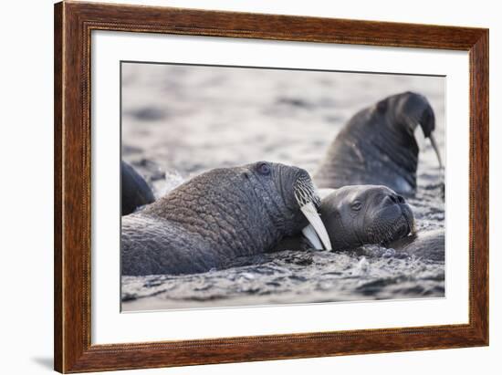 Walrus, Hudson Bay, Nunavut, Canada-Paul Souders-Framed Photographic Print