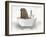 Walrus In Bathtub-Matthew Piotrowicz-Framed Art Print