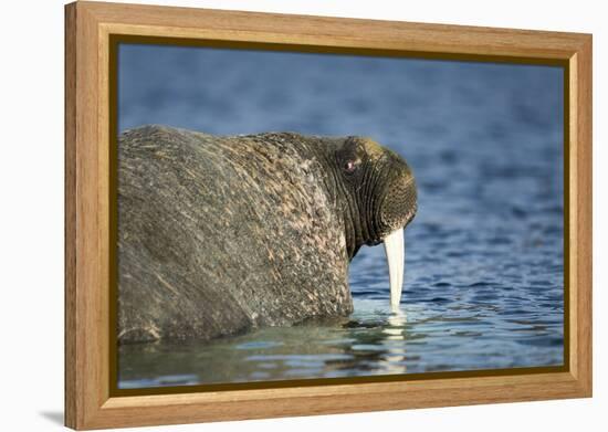 Walrus in Hudson Bay, Nunavut, Canada-Paul Souders-Framed Premier Image Canvas