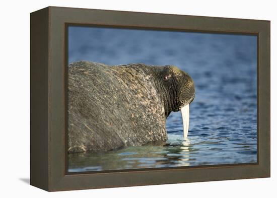 Walrus in Hudson Bay, Nunavut, Canada-Paul Souders-Framed Premier Image Canvas