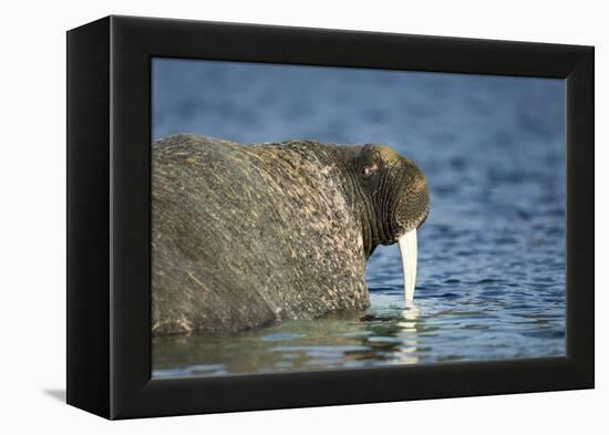 Walrus in Hudson Bay, Nunavut, Canada-Paul Souders-Framed Premier Image Canvas