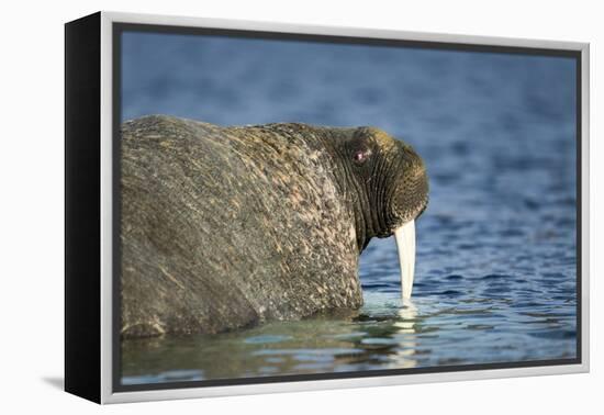 Walrus in Hudson Bay, Nunavut, Canada-Paul Souders-Framed Premier Image Canvas