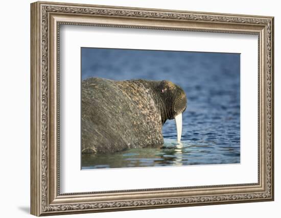 Walrus in Hudson Bay, Nunavut, Canada-Paul Souders-Framed Photographic Print