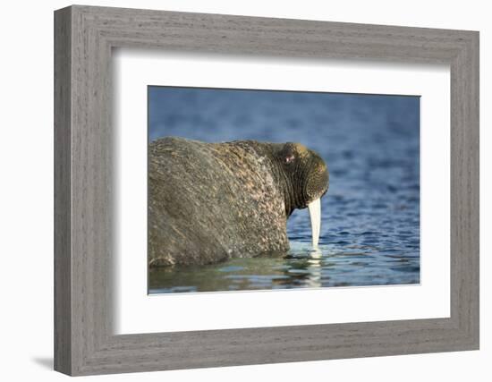 Walrus in Hudson Bay, Nunavut, Canada-Paul Souders-Framed Photographic Print