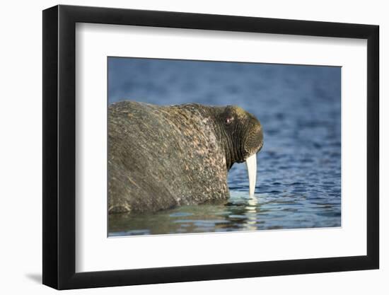 Walrus in Hudson Bay, Nunavut, Canada-Paul Souders-Framed Photographic Print