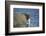 Walrus in Hudson Bay, Nunavut, Canada-Paul Souders-Framed Photographic Print