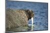 Walrus in Hudson Bay, Nunavut, Canada-Paul Souders-Mounted Photographic Print