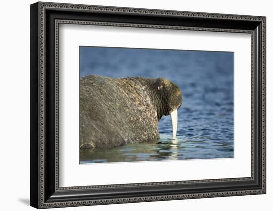 Walrus in Hudson Bay, Nunavut, Canada-Paul Souders-Framed Photographic Print