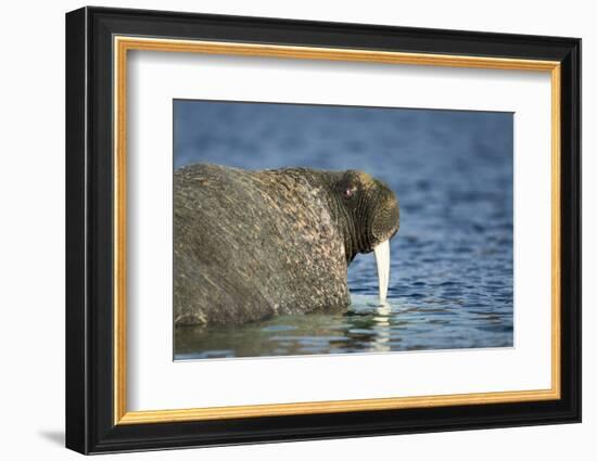 Walrus in Hudson Bay, Nunavut, Canada-Paul Souders-Framed Photographic Print