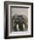 Walrus Looking Straight Ahead-null-Framed Photographic Print