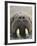 Walrus Looking Straight Ahead-null-Framed Photographic Print