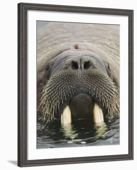 Walrus Looking Straight Ahead-null-Framed Photographic Print