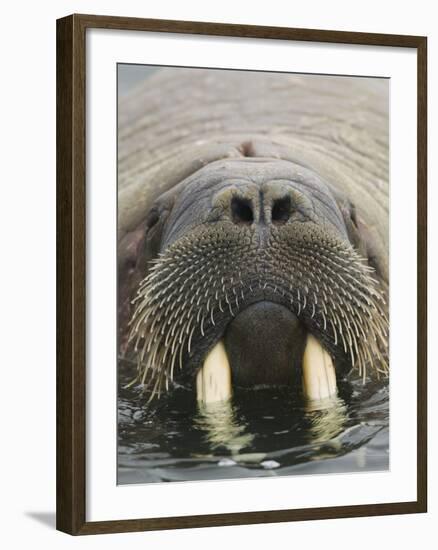 Walrus Looking Straight Ahead-null-Framed Photographic Print