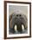 Walrus Looking Straight Ahead-null-Framed Photographic Print