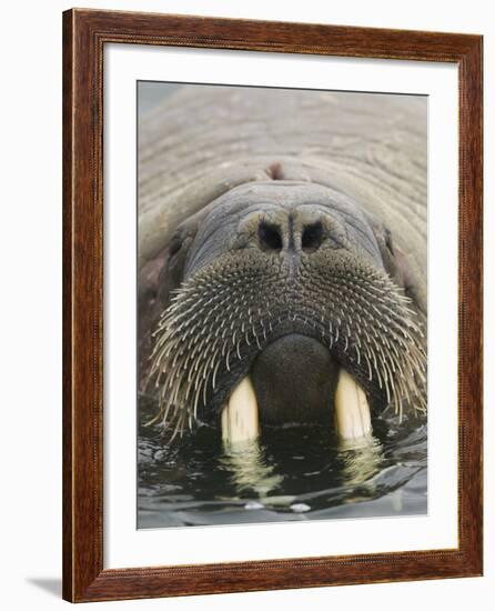 Walrus Looking Straight Ahead-null-Framed Photographic Print