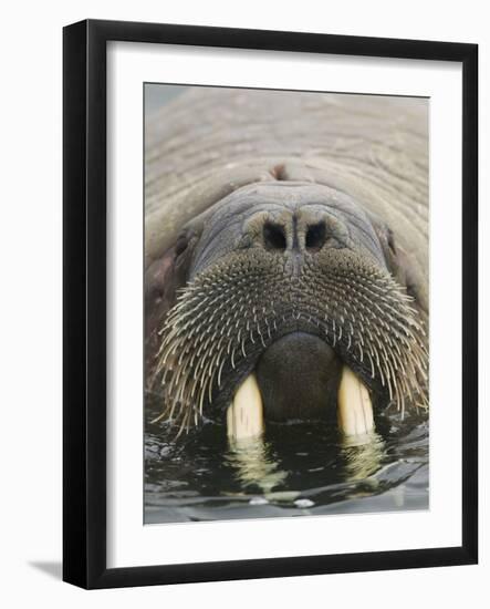 Walrus Looking Straight Ahead-null-Framed Photographic Print