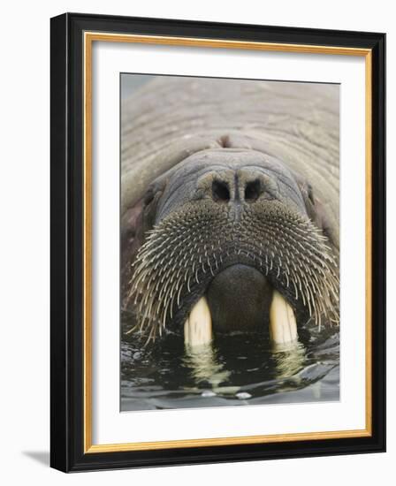 Walrus Looking Straight Ahead-null-Framed Photographic Print