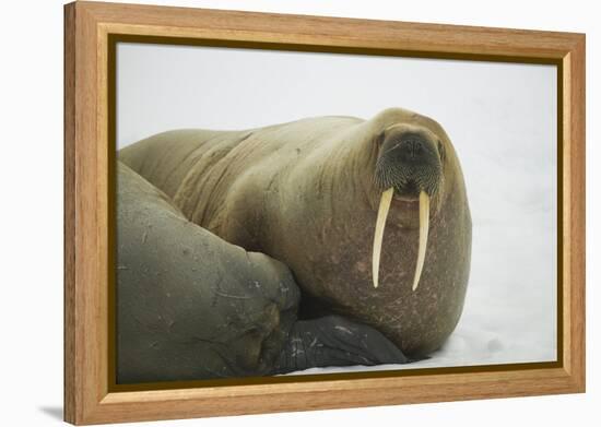 Walrus Looking up from a Rest-DLILLC-Framed Premier Image Canvas