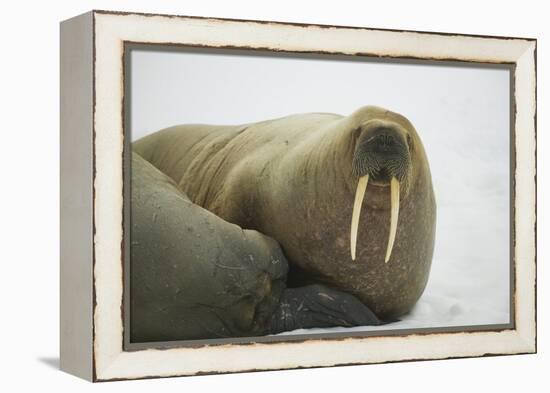 Walrus Looking up from a Rest-DLILLC-Framed Premier Image Canvas