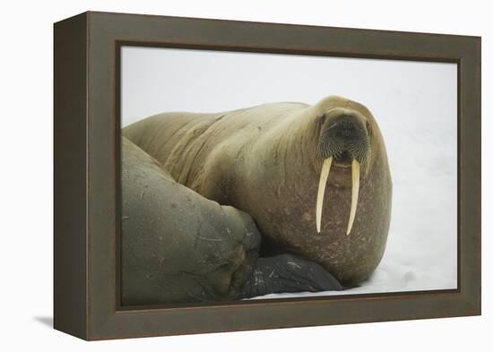 Walrus Looking up from a Rest-DLILLC-Framed Premier Image Canvas