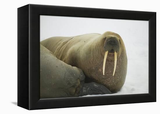 Walrus Looking up from a Rest-DLILLC-Framed Premier Image Canvas