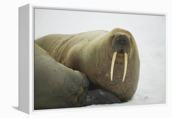 Walrus Looking up from a Rest-DLILLC-Framed Premier Image Canvas