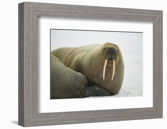 Walrus Looking up from a Rest-DLILLC-Framed Photographic Print