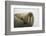 Walrus Looking up from a Rest-DLILLC-Framed Photographic Print