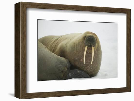 Walrus Looking up from a Rest-DLILLC-Framed Photographic Print