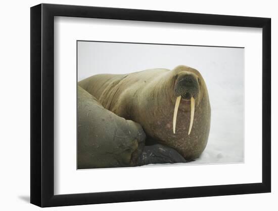 Walrus Looking up from a Rest-DLILLC-Framed Photographic Print