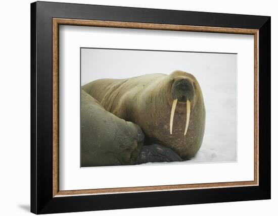 Walrus Looking up from a Rest-DLILLC-Framed Photographic Print