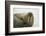 Walrus Looking up from a Rest-DLILLC-Framed Photographic Print