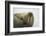 Walrus Looking up from a Rest-DLILLC-Framed Photographic Print