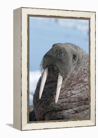 Walrus (Odobenus Rosmarinus) Close-Up of Face, Tusks and Vibrissae (Whiskers), Hauled Out-Louise Murray-Framed Premier Image Canvas