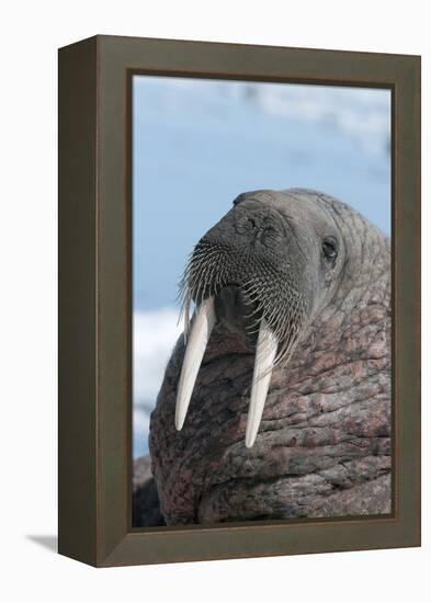Walrus (Odobenus Rosmarinus) Close-Up of Face, Tusks and Vibrissae (Whiskers), Hauled Out-Louise Murray-Framed Premier Image Canvas