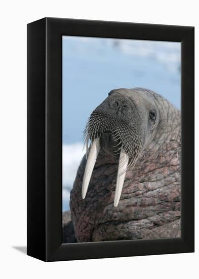 Walrus (Odobenus Rosmarinus) Close-Up of Face, Tusks and Vibrissae (Whiskers), Hauled Out-Louise Murray-Framed Premier Image Canvas