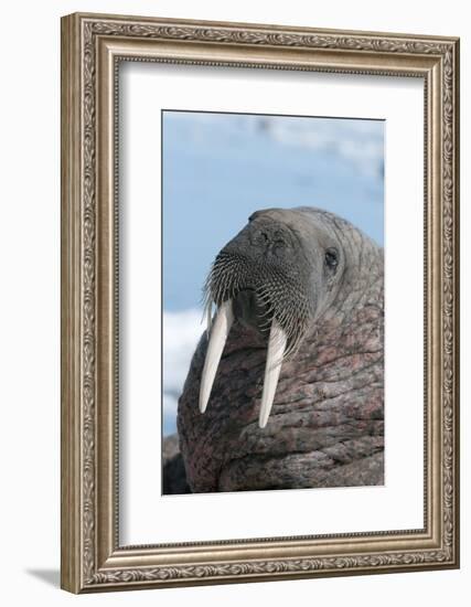 Walrus (Odobenus Rosmarinus) Close-Up of Face, Tusks and Vibrissae (Whiskers), Hauled Out-Louise Murray-Framed Photographic Print