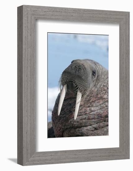 Walrus (Odobenus Rosmarinus) Close-Up of Face, Tusks and Vibrissae (Whiskers), Hauled Out-Louise Murray-Framed Photographic Print