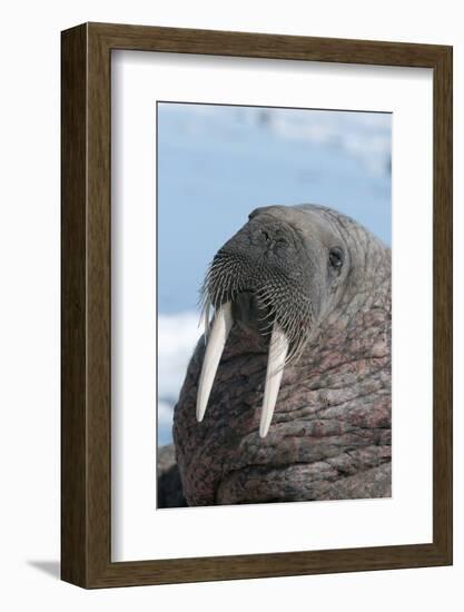 Walrus (Odobenus Rosmarinus) Close-Up of Face, Tusks and Vibrissae (Whiskers), Hauled Out-Louise Murray-Framed Photographic Print