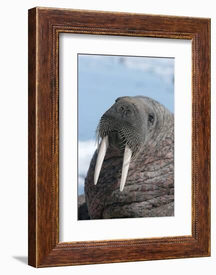 Walrus (Odobenus Rosmarinus) Close-Up of Face, Tusks and Vibrissae (Whiskers), Hauled Out-Louise Murray-Framed Photographic Print