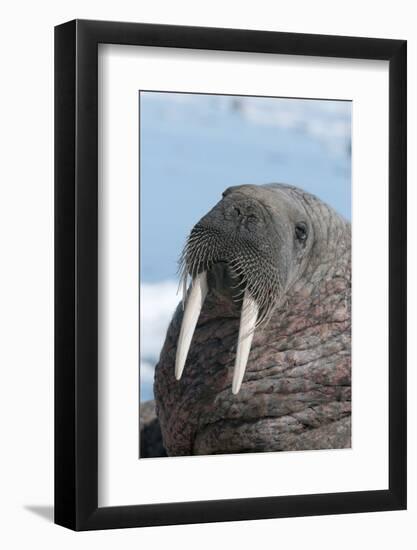 Walrus (Odobenus Rosmarinus) Close-Up of Face, Tusks and Vibrissae (Whiskers), Hauled Out-Louise Murray-Framed Photographic Print
